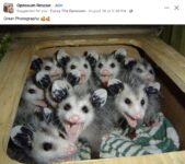 Opossums 17 FB