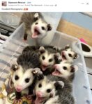 Opossums 18 FB