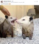 Opossums 19 FB