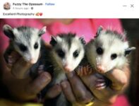 Opossums 2 FB