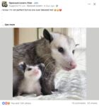 Opossums 22 FB