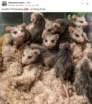 Opossums 24 FB