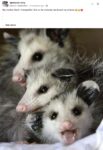 Opossums 25 FB