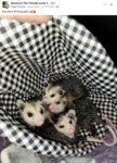 Opossums 27 FB