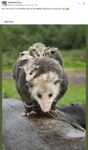 Opossums 3 FB