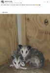 Opossums 32 FB