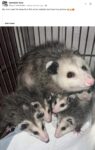 Opossums 36 FB