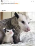 Opossums 39 FB