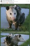 Opossums 4 FB