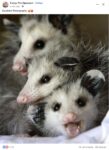 Opossums 41 FB