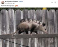 Opossums 44 FB