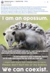 Opossums 47 FB