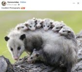 Opossums 48 FB