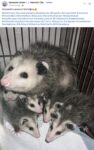 Opossums 51 FB