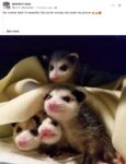 Opossums 52 FB