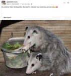 Opossums 53 FB