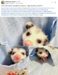 Opossums 56 FB