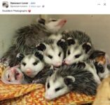 Opossums 59 FB