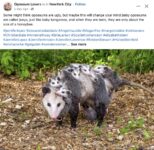 Opossums 61 FB