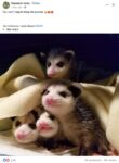 Opossums 62 FB