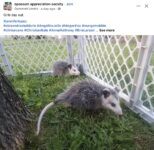 Opossums 67 FB