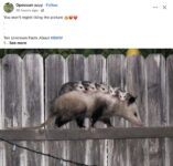 Opossums 68 FB