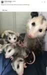 Opossums 9 FB