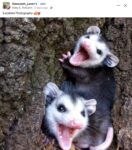 Opossums 23 FB