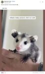 Opossum 151 FB