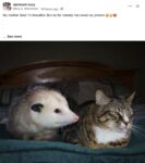 Opossum 153 and cat FB