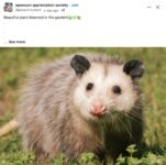 Opossum 154 FB