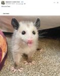 Opossum 161 FB