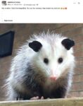 Opossum 169 FB