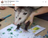 Opossum 172 FB