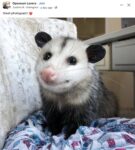 Opossum 176 FB