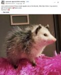 Opossum 177 FB