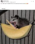 Opossum 179 FB