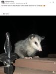 Opossum 181 FB