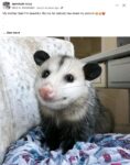 Opossum 182 FB