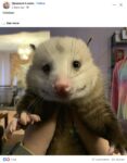 Opossum 185 FB