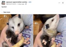 Opossum 186 FB