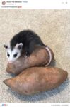 Opossum 192 FB