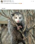 Opossum 193 FB