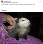 Opossum 194 FB