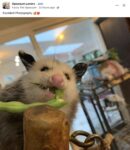 Opossum 195 FB