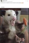 Opossum 200 FB