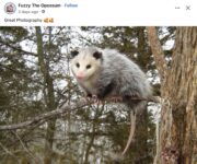 Opossum 201 FB