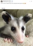 Opossum 202 FB