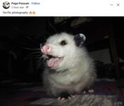 Opossum 207 FB