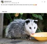 Opossum 208 FB